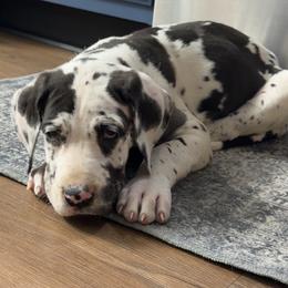 Bella - Harlequin female Great Dane puppy in Ottumwa, Iowa from Robin's Great Danes