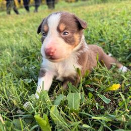 Trina - Tri-color female Border Collie puppy in Chattanooga, Tennessee from Ross Vegas Kennels