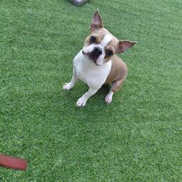 Sugar - Lilac female Boston Terrier puppy in Star, North Carolina from Meatloaf's Bostons Family