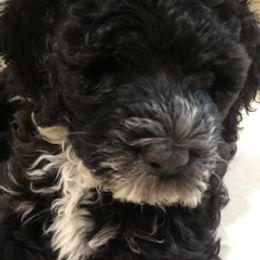 Portuguese Water Dog Puppies from Presidio PWDs