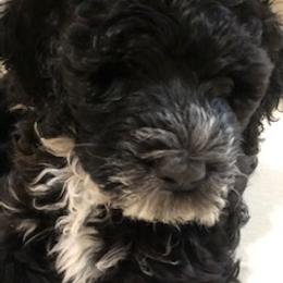 Portuguese Water Dog Puppies from Presidio PWDs