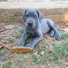 Nova - Blue female Great Dane puppy in Kannapolis, North Carolina from Carolina Great Danes & Toy Poodles