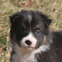 Rayla - Black female Border Collie puppy in Tiskilwa, Illinois from First Harmony Farms