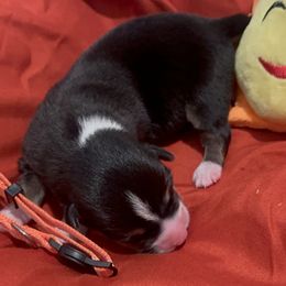 Pembroke Welsh Corgi Puppies from Promise Land Farm