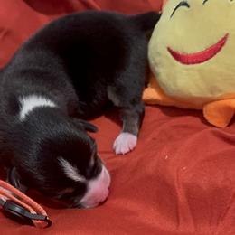 Pembroke Welsh Corgi Puppies from Promise Land Farm