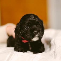 Matcha - Black female Cocker Spaniel puppy in Fresno, California from Carvajal Cockers