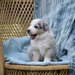 Australian Shepherd Puppies from Indigo Grove Aussies