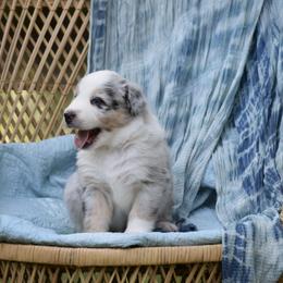 Australian Shepherd Puppies from Indigo Grove Aussies