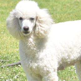 Bernedoodles, Goldendoodles, and Poodles from Four Willows Farm