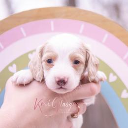 AKC-Winston Blue eyes - Piebald male Dachshund puppy in Knox City, Missouri from Brittney's Dachshunds