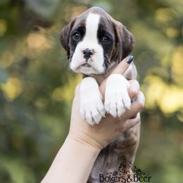 Brown - Brindle male Boxer puppy in Catlett, Virginia from Honey and Coal Kennels