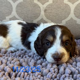 Gypsy Boy 1 - Chocolate and cream male Dachshund puppy in Joshua Tree, California from Desert Dreams Ranch