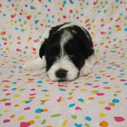 Mojo Jojo - Parti male Miniature Schnauzer puppy in Paris, Texas from Black Star Farm