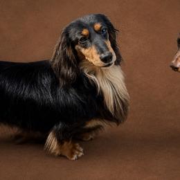 Dachshund puppies from Schuster Haus