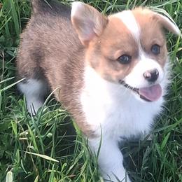 Oakley - Red female Pembroke Welsh Corgi puppy in Hillsville, Virginia from Bonderosa Kennels