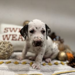 No. 2 Pencil - White and liver brown male Dalmatian puppy in Carlsbad, New Mexico from ECMO Farm Dalmatians & Labrador Retrievers