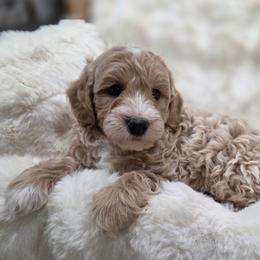 Cherry Bomb - Apricot female Goldendoodle puppy in North Royalton, Ohio from Johnson's Doodles