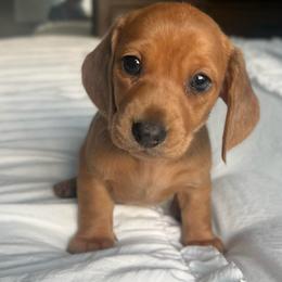 Mini Waffles - Cream female Dachshund puppy in Chino Hills, California from Wooofyland LLC