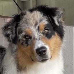Australian Shepherd puppies from Cowboy Aussies