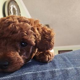 Zoey - Red  female Poodle puppy in Windom, Texas from Wild Farm Puppies