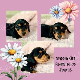 Girl 2 - Black and tan female Dachshund puppy in Park City, Montana from One Pickle Dog Miniature Dachshunds