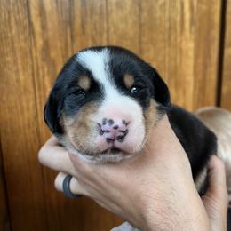Greater Swiss Mountain Dog Puppies from Woodland Swissie’s