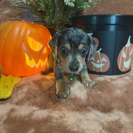 Lime green - Dapple male Dachshund puppy in Saint Jo, Texas from Reeves Dashing-Hounds