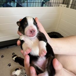 Australian Shepherd Puppies from Indigo Grove Aussies