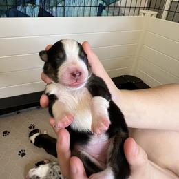 Australian Shepherd Puppies from Indigo Grove Aussies