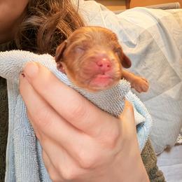Girl 3 - Red female Cavapoo puppy in Kalamazoo, Michigan from Sleeping Bear Kennels