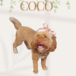 Coco - Goldendoodle