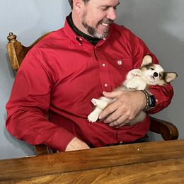 Pembroke Welsh Corgi Puppies from Loves Classic Corgis