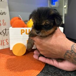 Poppy - Black and gold female Yorkshire Terrier puppy in Citrus Springs, Florida from Lulus toy poodles