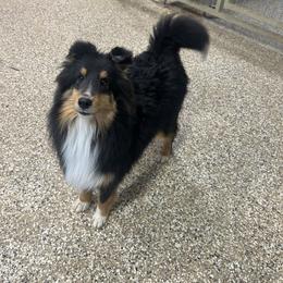 Peter - Black white and tan male Shetland Sheepdog puppy in New Richmond, Ohio from Heaven’s Shelties