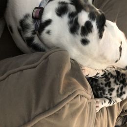 Dalmatian Puppies from Revere Dalmatians