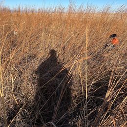 German Shorthaired Pointer All Grown Up from The Nosbisch Ranch Shorthaired Pointers
