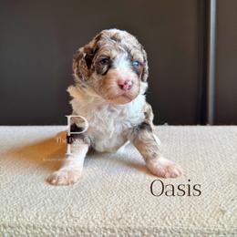 Oasis - Chocolate merle female Bernedoodle puppy in Tulsa, Oklahoma from The Poodle Co. Raising Doodles & Poodles