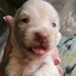 Cream Male  - Limited AKC - Cream male Dachshund puppy in Nashville, Tennessee from Farmhouse Sausages - Located in TN delivers all over US including California