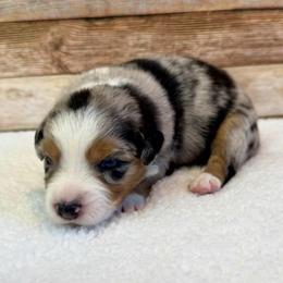 Whitney - Blue merle female Miniature Australian Shepherd puppy in Midway, Texas from L Bar W Aussie Ranch
