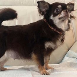 Gi Gi - Chihuahua