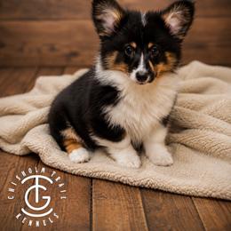 Toby - Black and tan male American Corgi puppy in Hico, Texas from Chisholm Trail Kennels