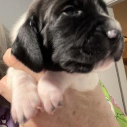 Light blue collar - Black and white male Basset Hound puppy in Huntsville, Texas from Lil Bratz Bassets
