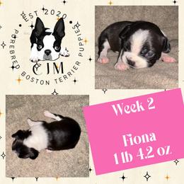 Fiona - Black and white female Boston Terrier puppy in Jupiter, Florida from CJM Boston and Boxer Puppies