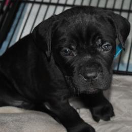 Turquoise - Black female Cane Corso puppy in Sault Ste Marie, Michigan from Willow Creek Cane Corsos