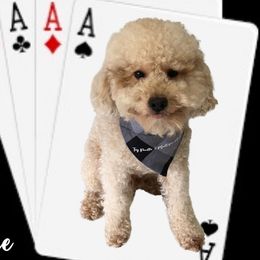 Ace - Poodle