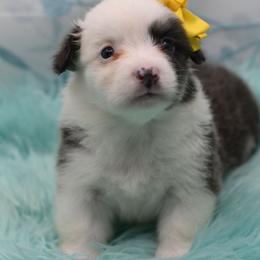 Sky - Fluffy - Gray and white female American Corgi puppy in Lithia, Florida from Diamondcrest Inc