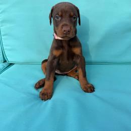 Pink Female - Red and rust female Doberman Pinscher puppy in Madison, Indiana from Jensen Dobermans and Dachshunds