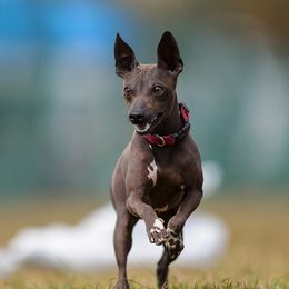 American Hairless Terriers from Vinegar Hill Kennel