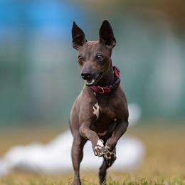 American Hairless Terriers from Vinegar Hill Kennel