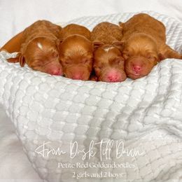 Goldendoodle puppies from Pnwfamilydoodles